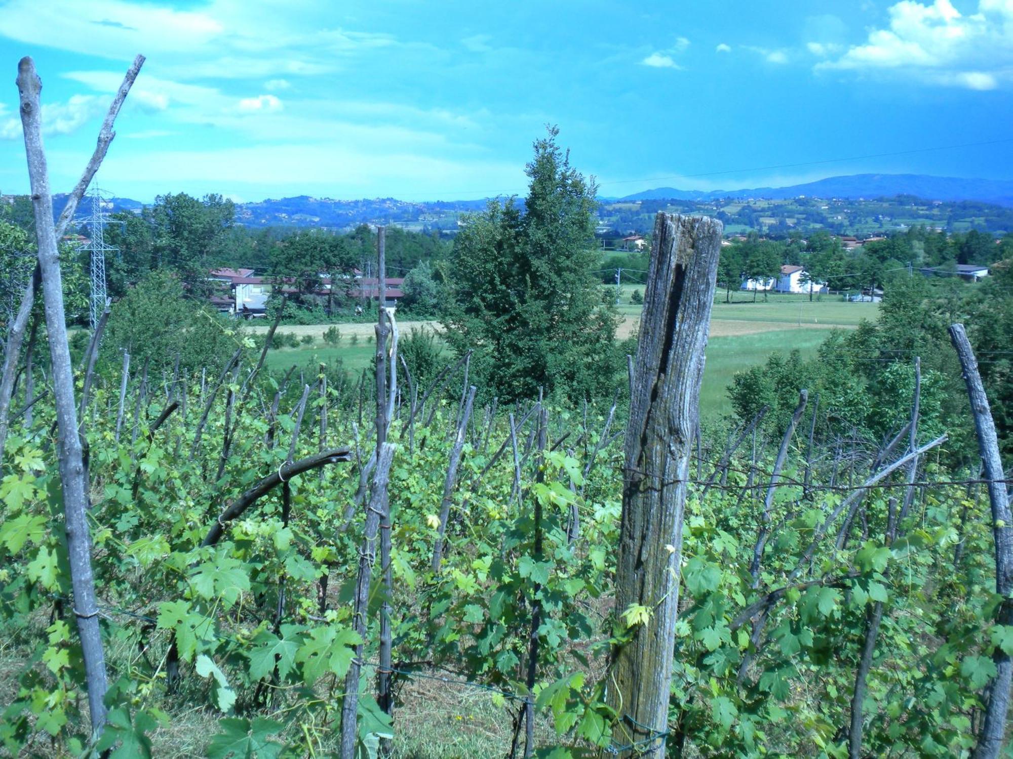 Agriturismo La Dimora Del Contadino Mondovi Luaran gambar